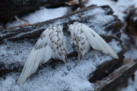 Dry Preserved Parakeet Wings