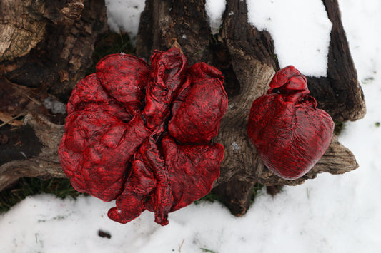 Reserved for Brandon - Dry Preserved Gray Wolf Heart and Lungs