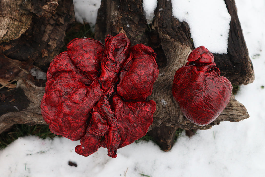 Reserved for Brandon - Dry Preserved Gray Wolf Heart and Lungs