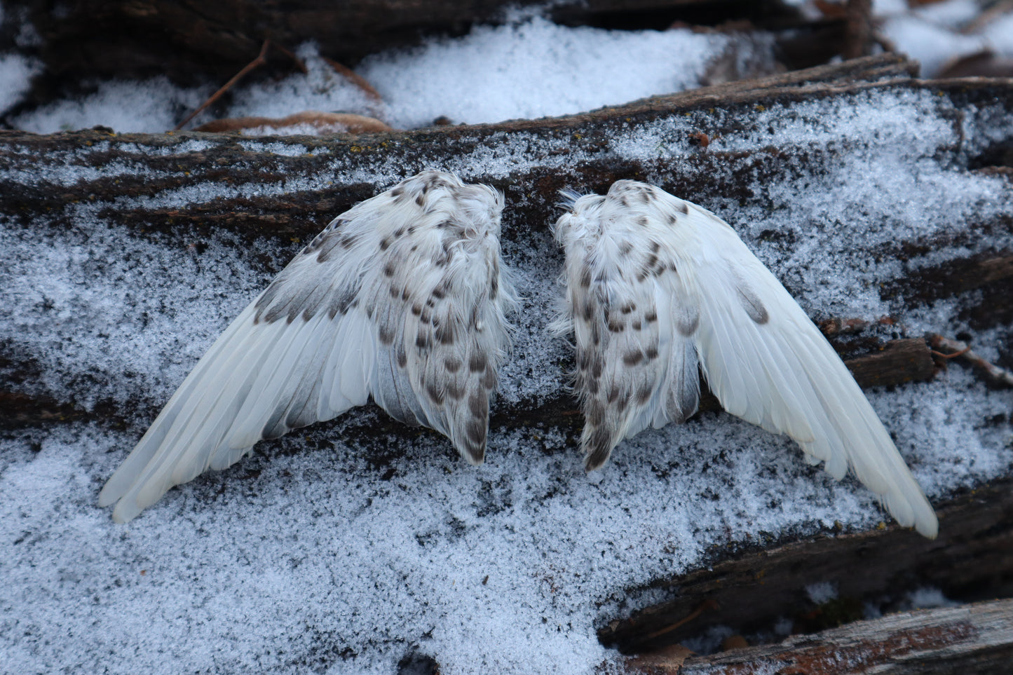 Dry Preserved Parakeet Wings