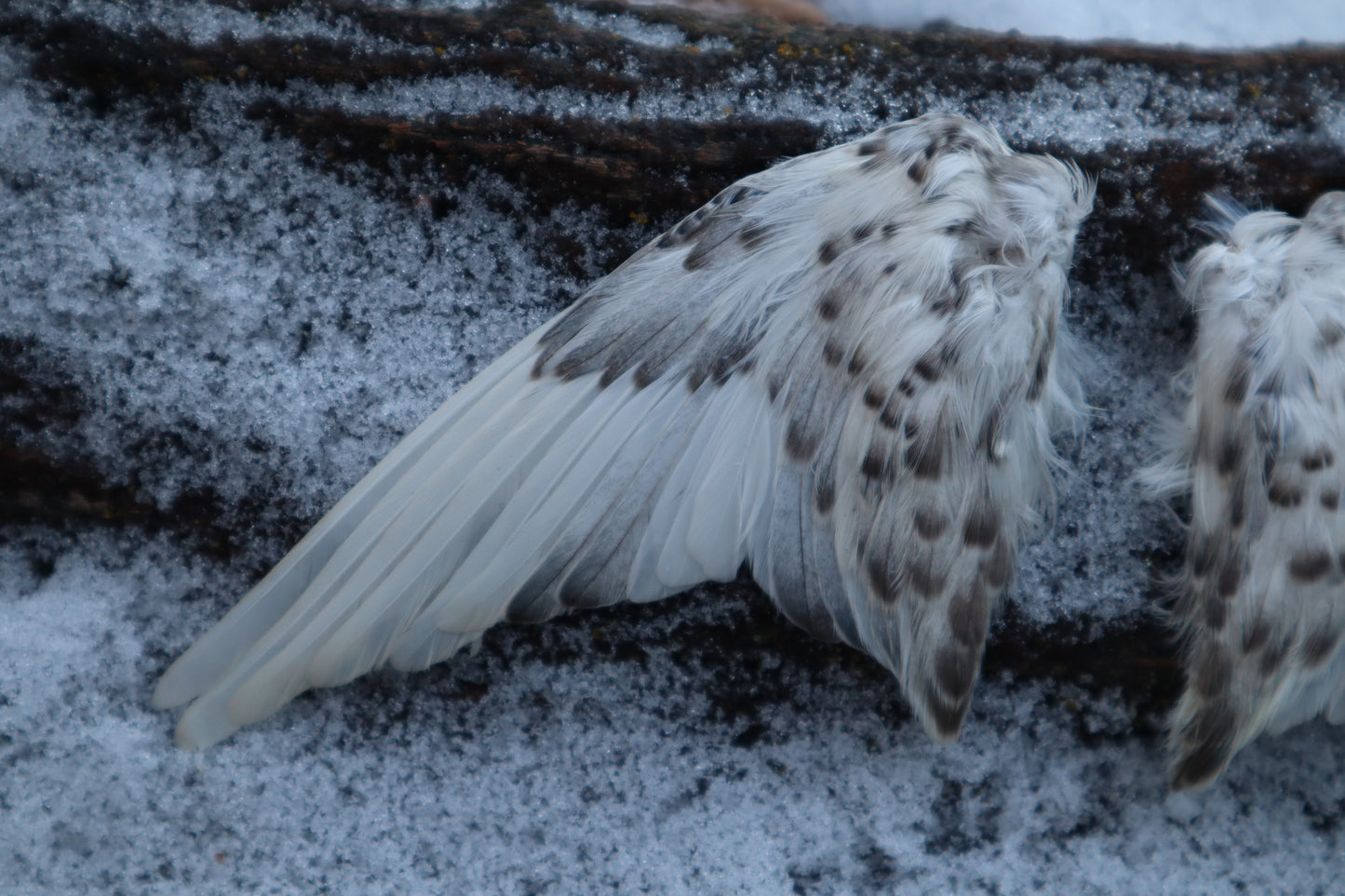 Dry Preserved Parakeet Wings
