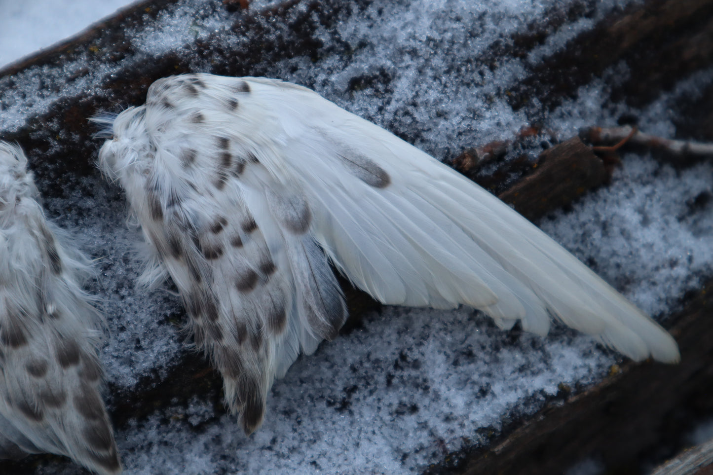 Dry Preserved Parakeet Wings