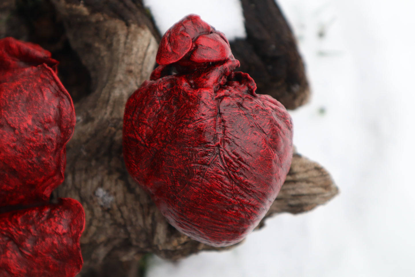 Reserved for Brandon - Dry Preserved Gray Wolf Heart and Lungs