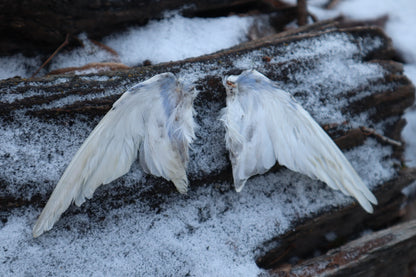 Dry Preserved Parakeet Wings