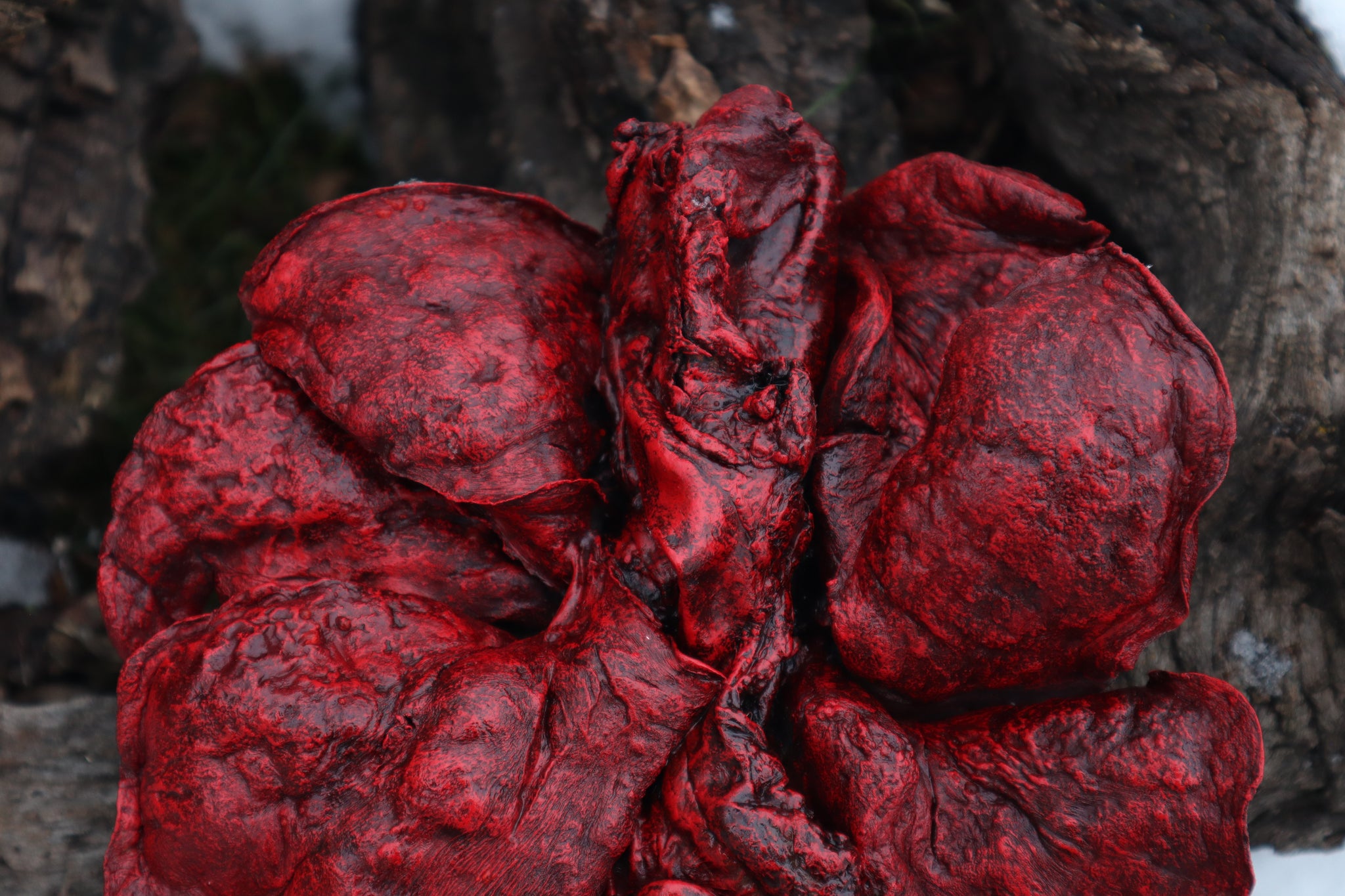 Reserved for Brandon - Dry Preserved Gray Wolf Heart and Lungs