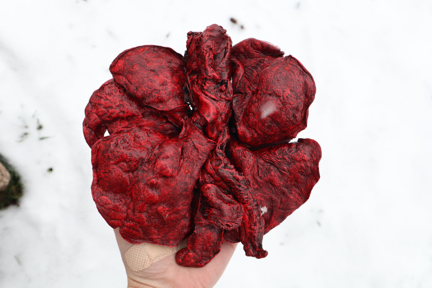 Reserved for Brandon - Dry Preserved Gray Wolf Heart and Lungs