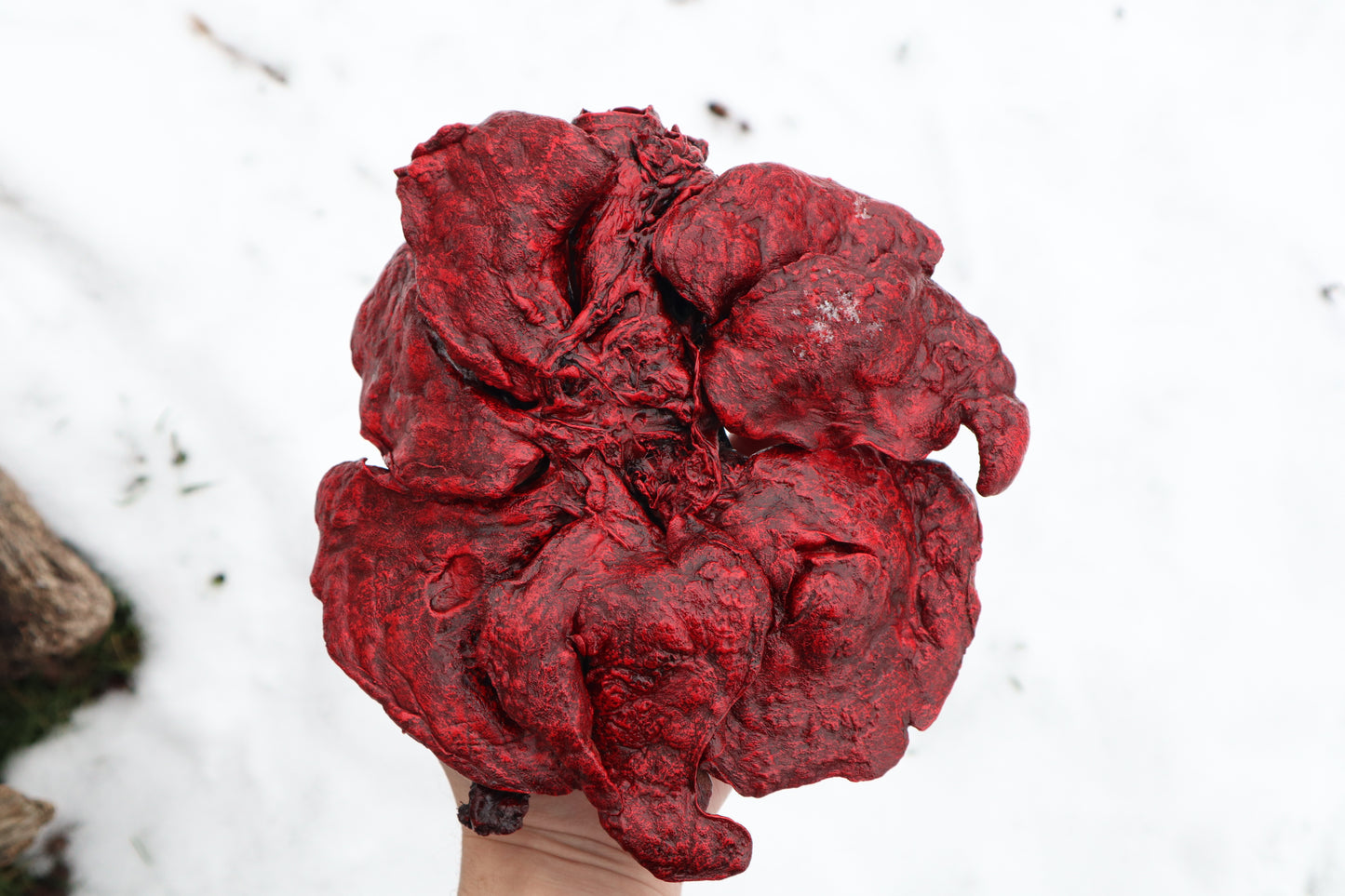 Reserved for Brandon - Dry Preserved Gray Wolf Heart and Lungs