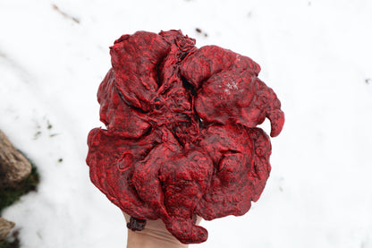 Reserved for Brandon - Dry Preserved Gray Wolf Heart and Lungs