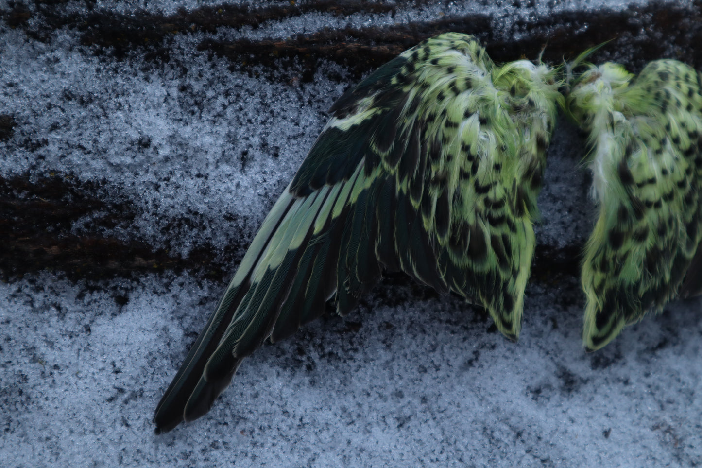Dry Preserved Parakeet Wings