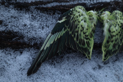 Dry Preserved Parakeet Wings