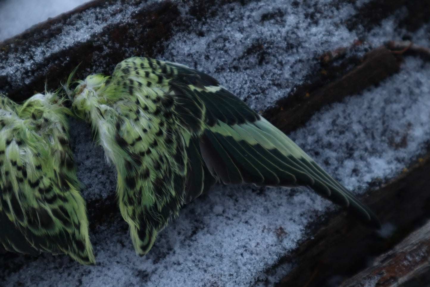 Dry Preserved Parakeet Wings