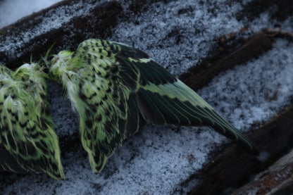 Dry Preserved Parakeet Wings