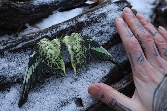 Dry Preserved Parakeet Wings