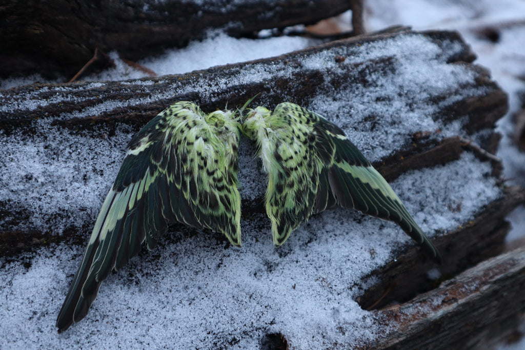 Dry Preserved Parakeet Wings