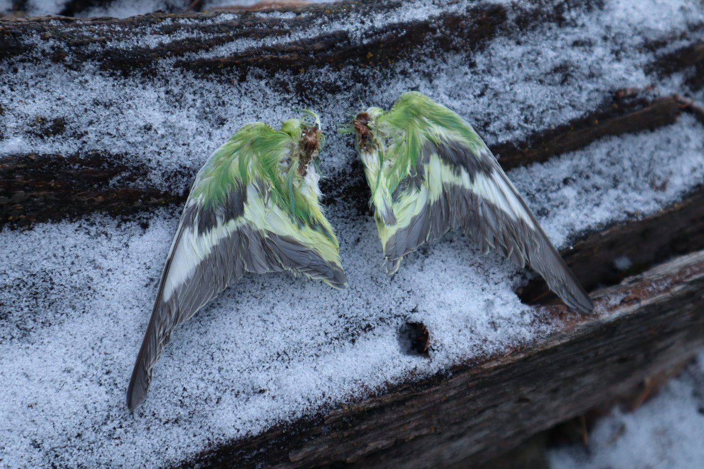 Dry Preserved Parakeet Wings