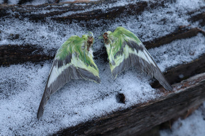 Dry Preserved Parakeet Wings