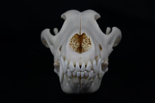Wolf Skull