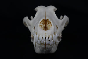 Wolf Skull