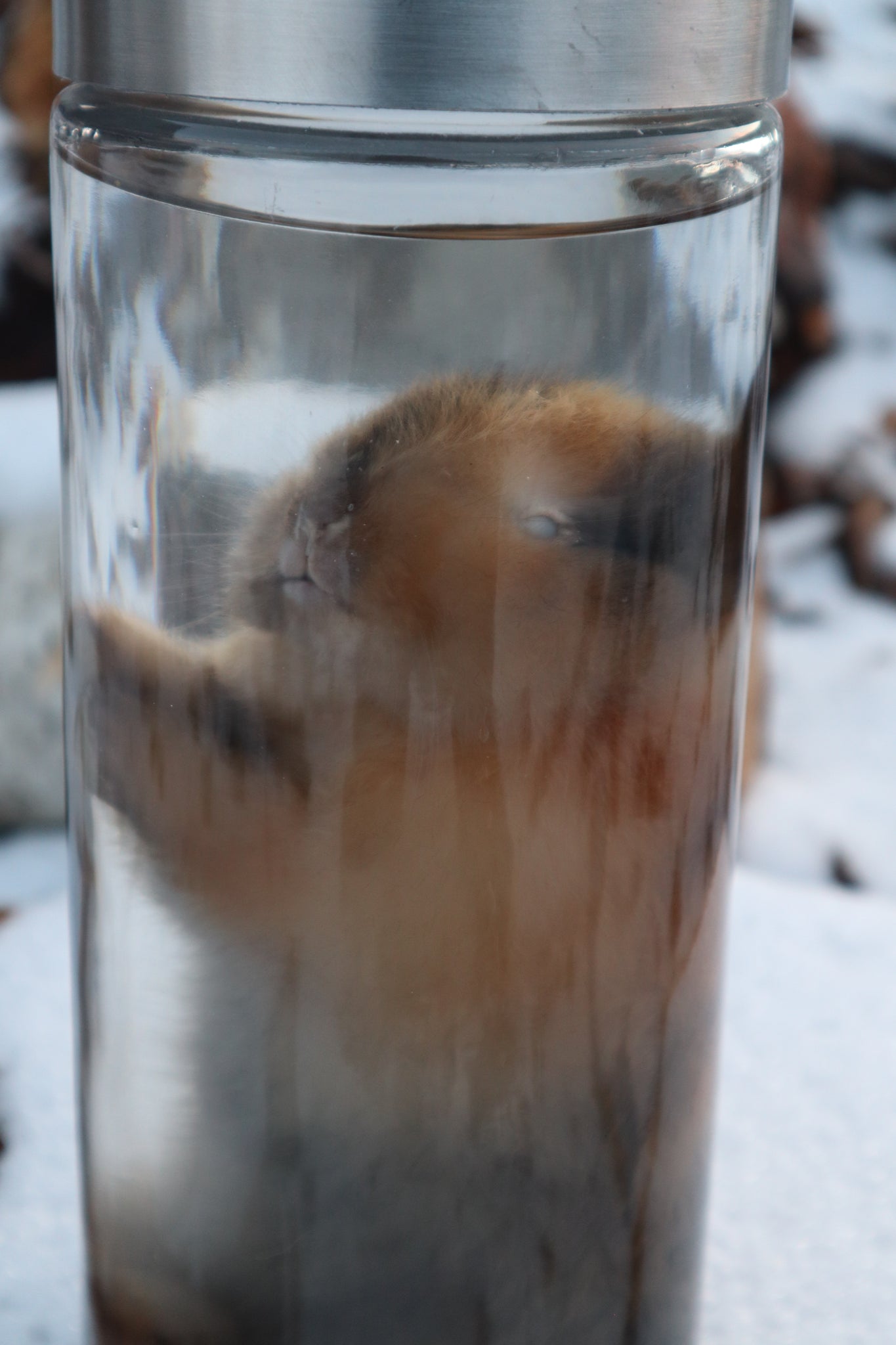 Tortoise Shell Baby Rabbit Wet Specimen