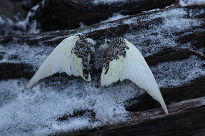 Dry Preserved Parakeet Wings
