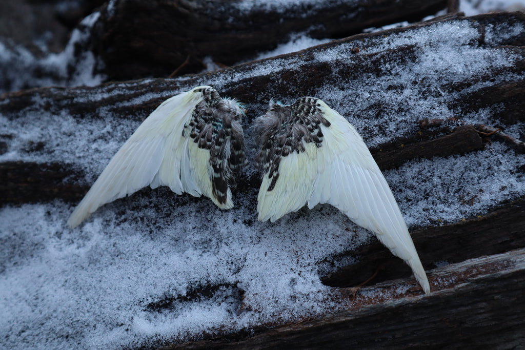 Dry Preserved Parakeet Wings