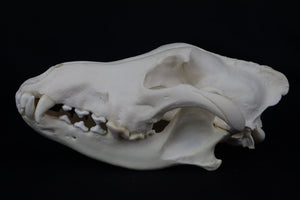 Wolf Skull