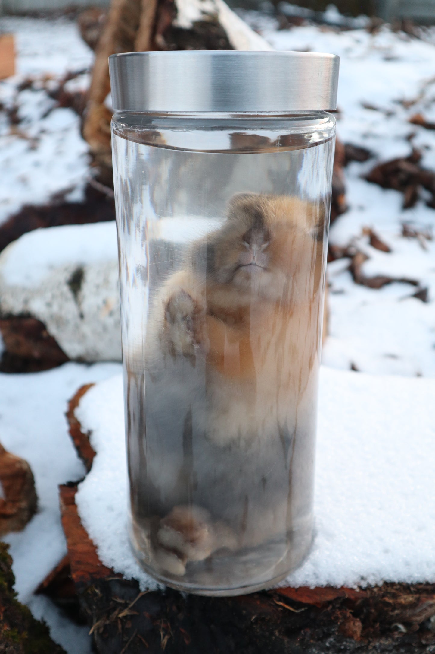 Tortoise Shell Baby Rabbit Wet Specimen