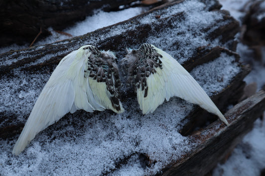Dry Preserved Parakeet Wings
