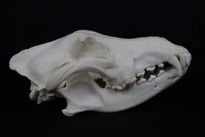 Wolf Skull