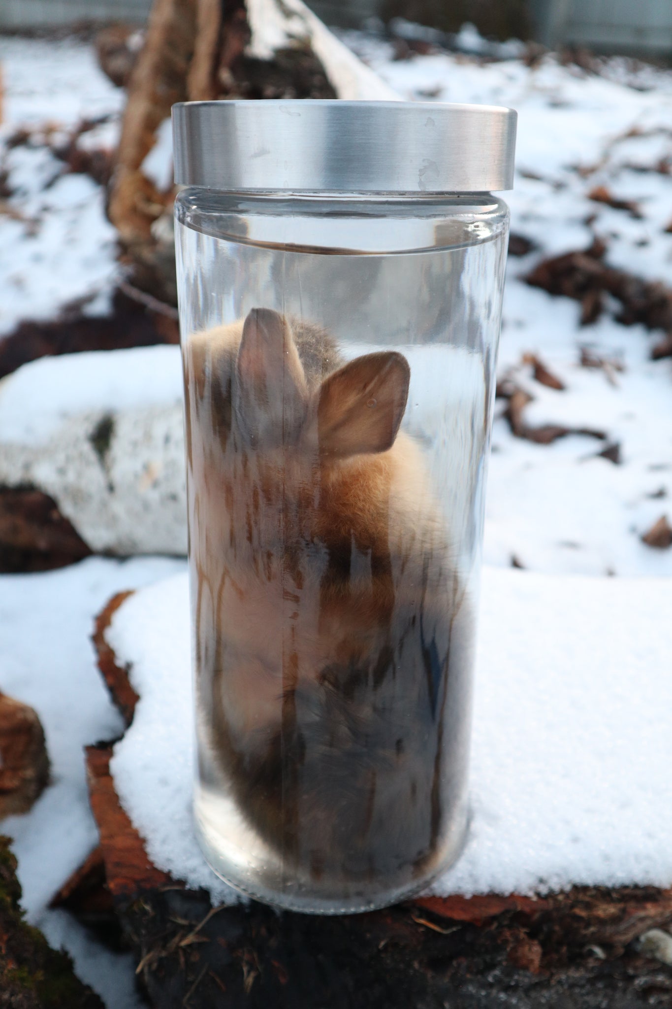 Tortoise Shell Baby Rabbit Wet Specimen