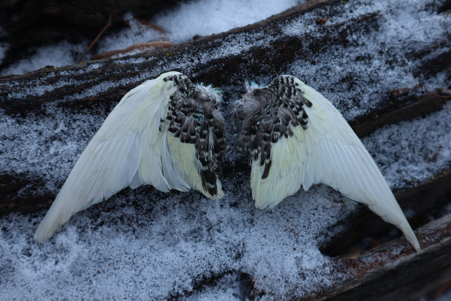 Dry Preserved Parakeet Wings