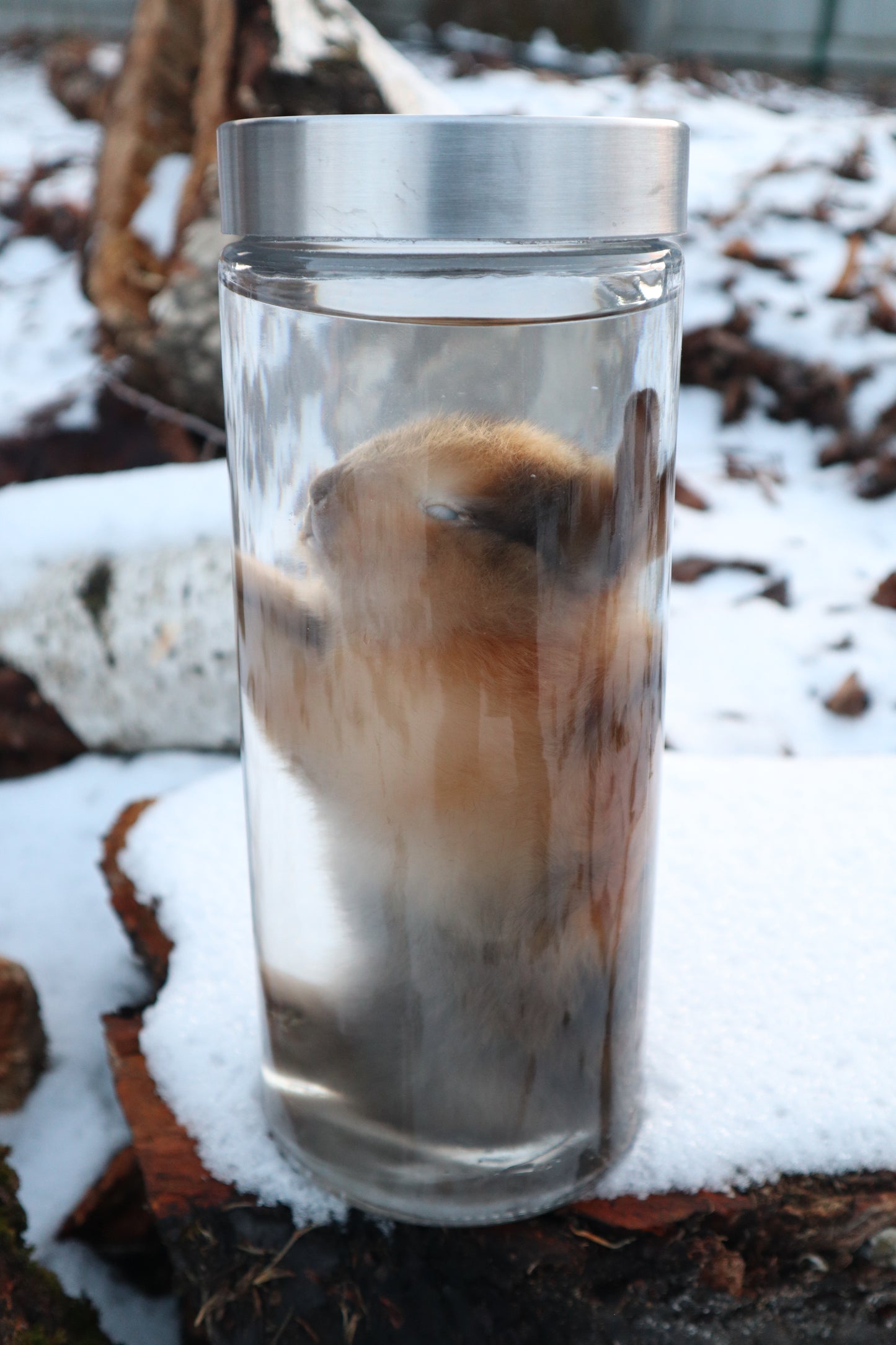 Tortoise Shell Baby Rabbit Wet Specimen