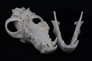 Wolf Skull