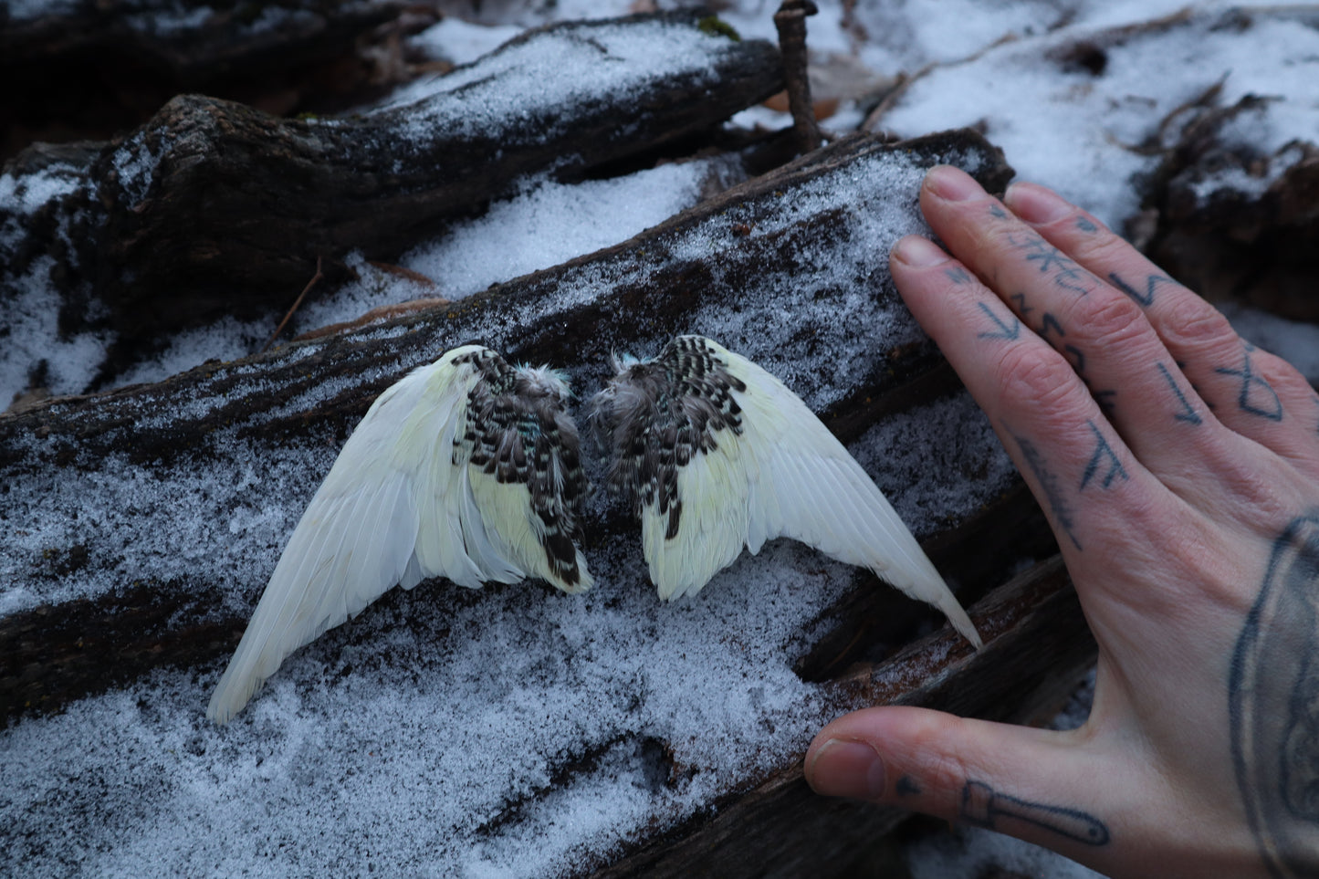 Dry Preserved Parakeet Wings