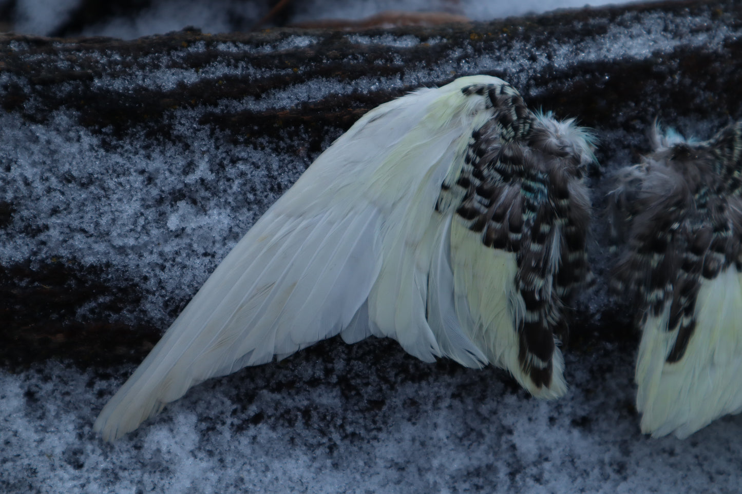 Dry Preserved Parakeet Wings