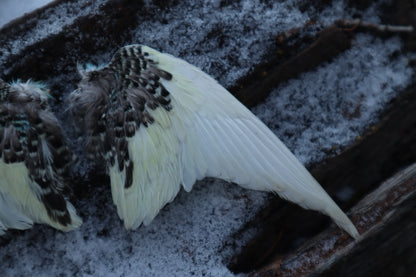 Dry Preserved Parakeet Wings