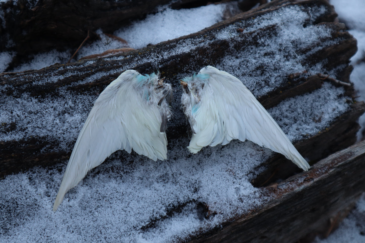 Dry Preserved Parakeet Wings