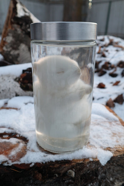 White Baby Rabbit Wet Specimen