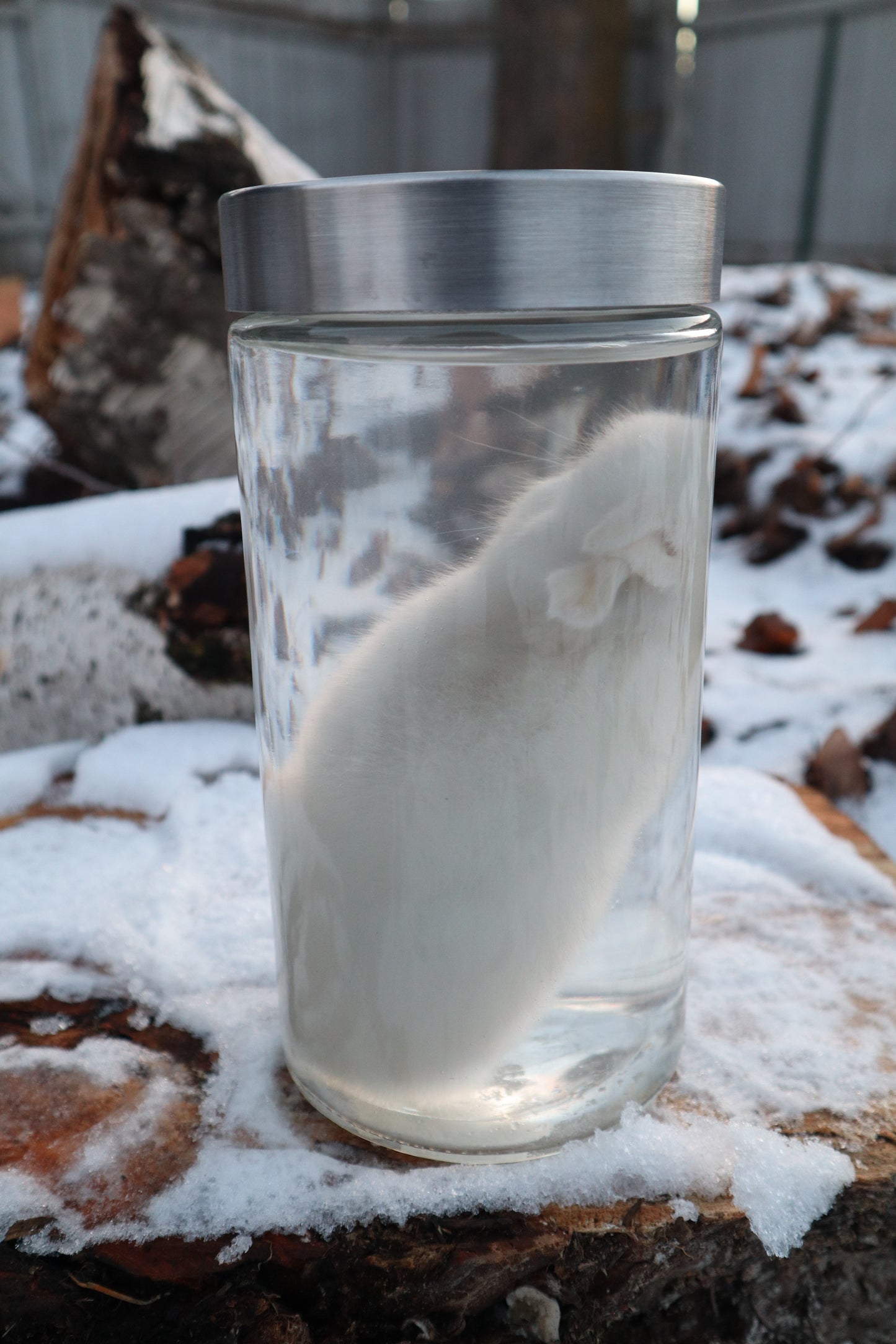 White Baby Rabbit Wet Specimen