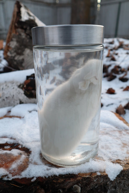 White Baby Rabbit Wet Specimen