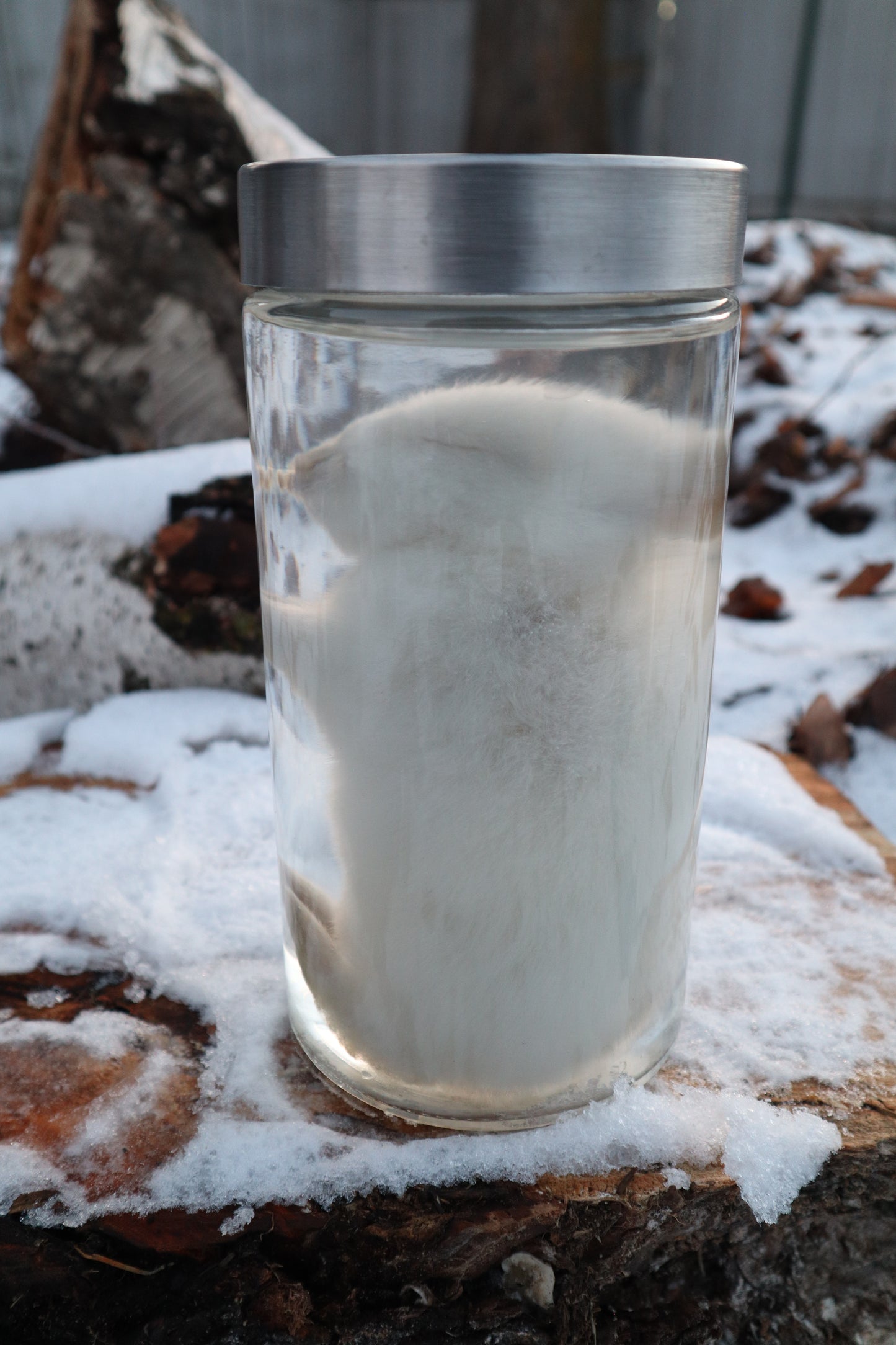 White Baby Rabbit Wet Specimen