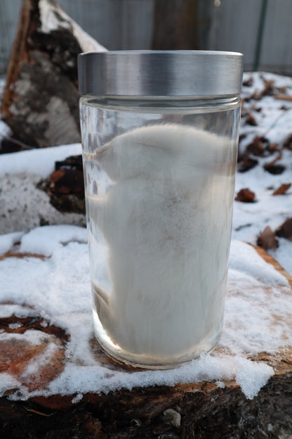 White Baby Rabbit Wet Specimen