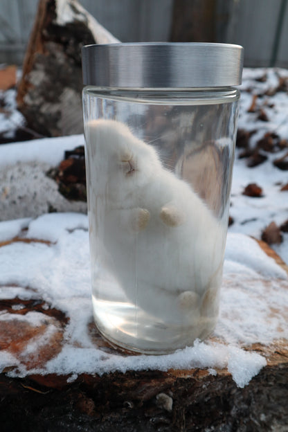 White Baby Rabbit Wet Specimen