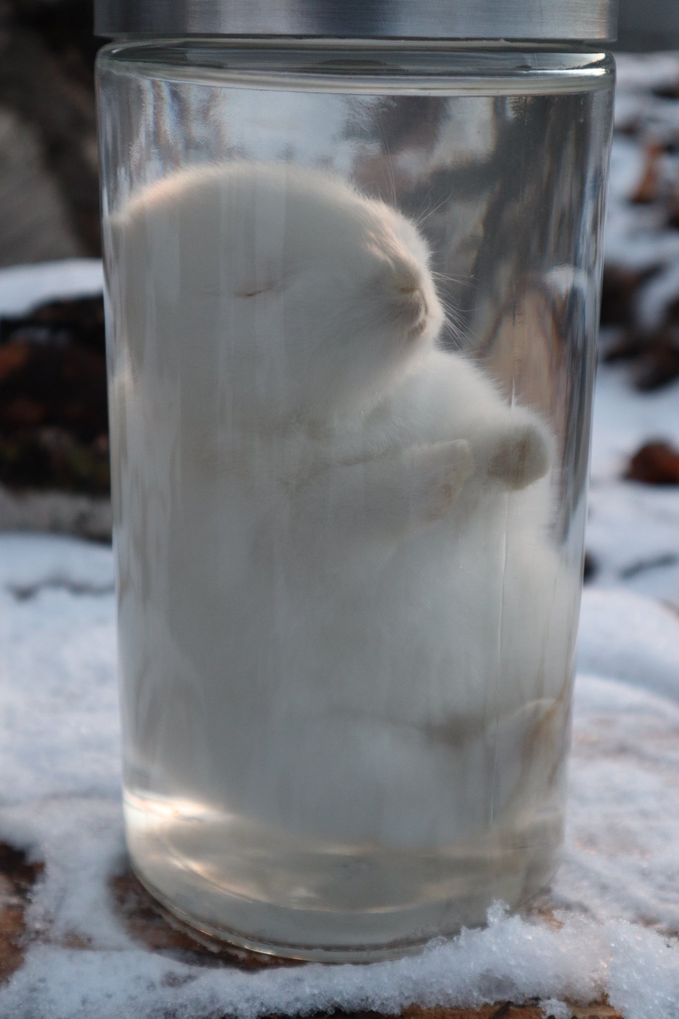 White Baby Rabbit Wet Specimen