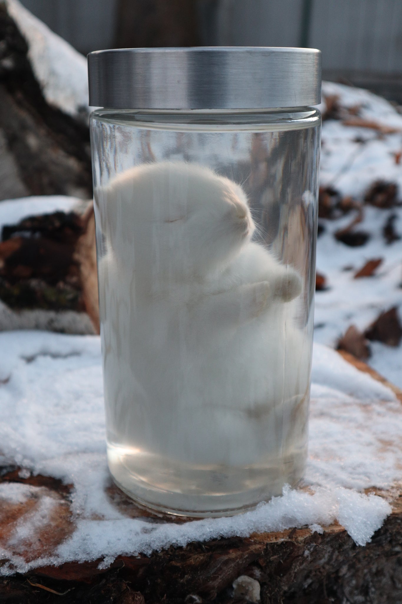 White Baby Rabbit Wet Specimen