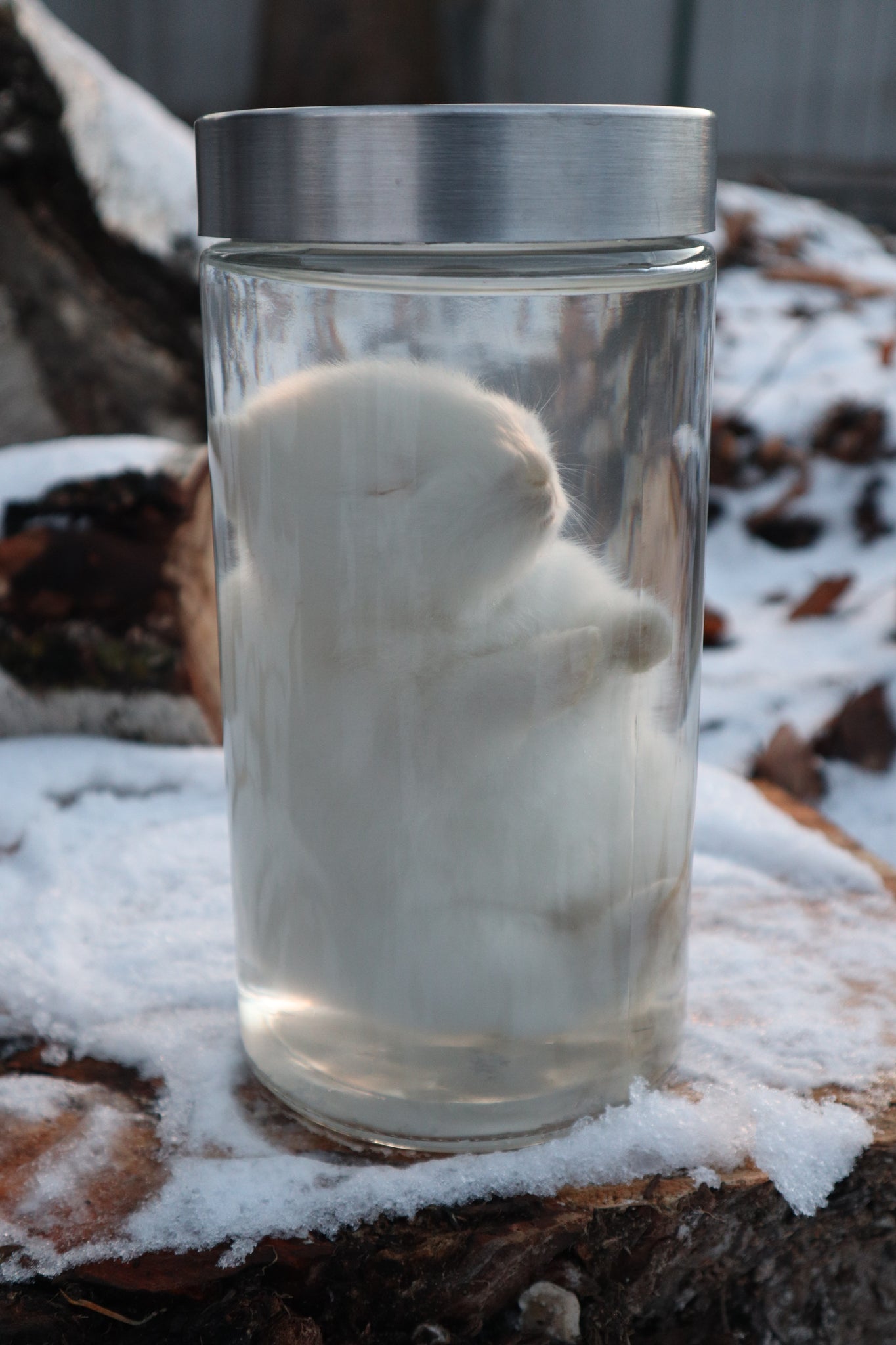 Make Rabbit Specimen White Baby Rabbit Wet Specimen – Freyja's Forest