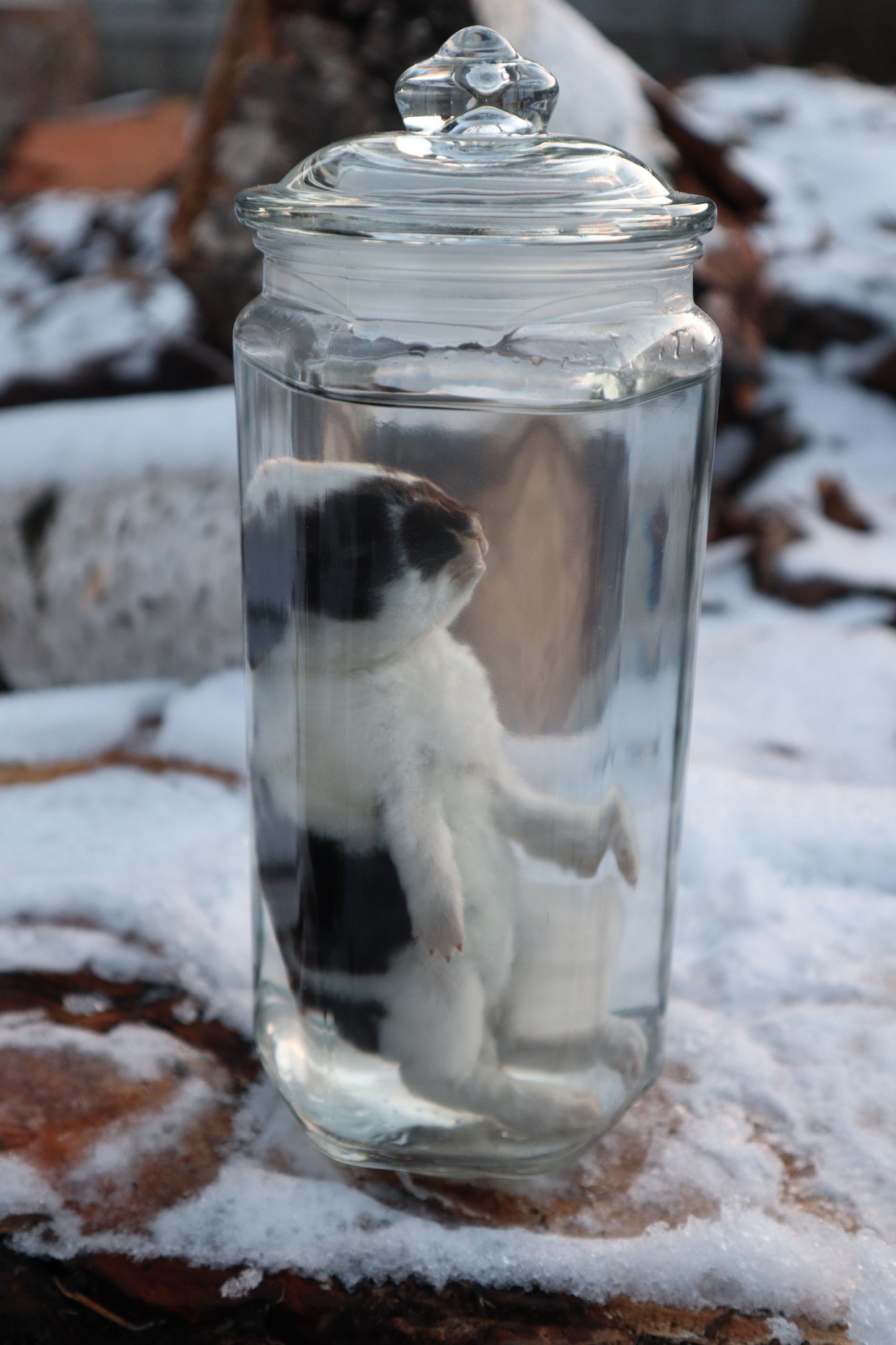 Black and White Baby Rabbit Wet Specimen