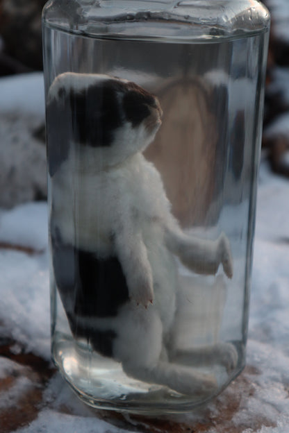 Black and White Baby Rabbit Wet Specimen