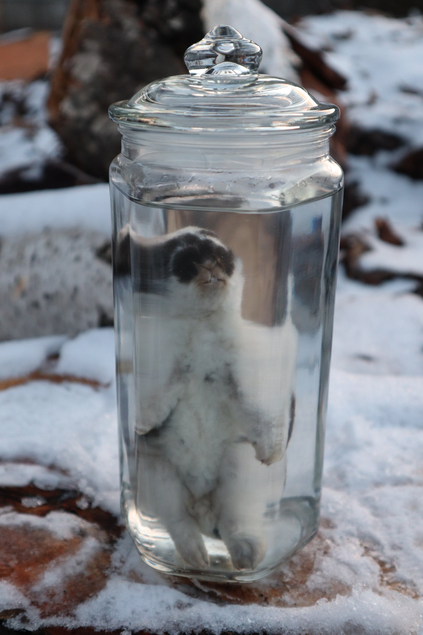 Black and White Baby Rabbit Wet Specimen