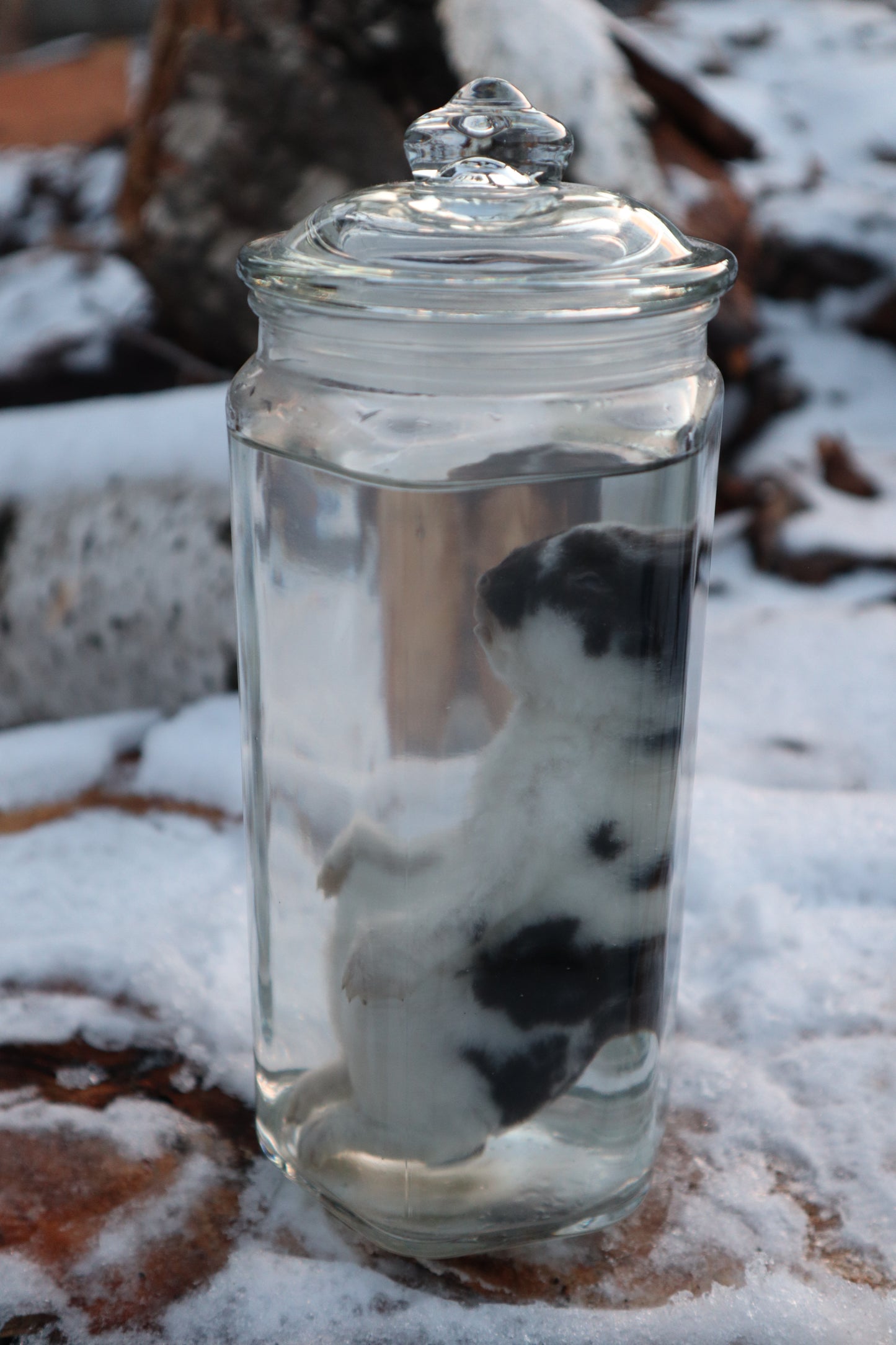 Black and White Baby Rabbit Wet Specimen